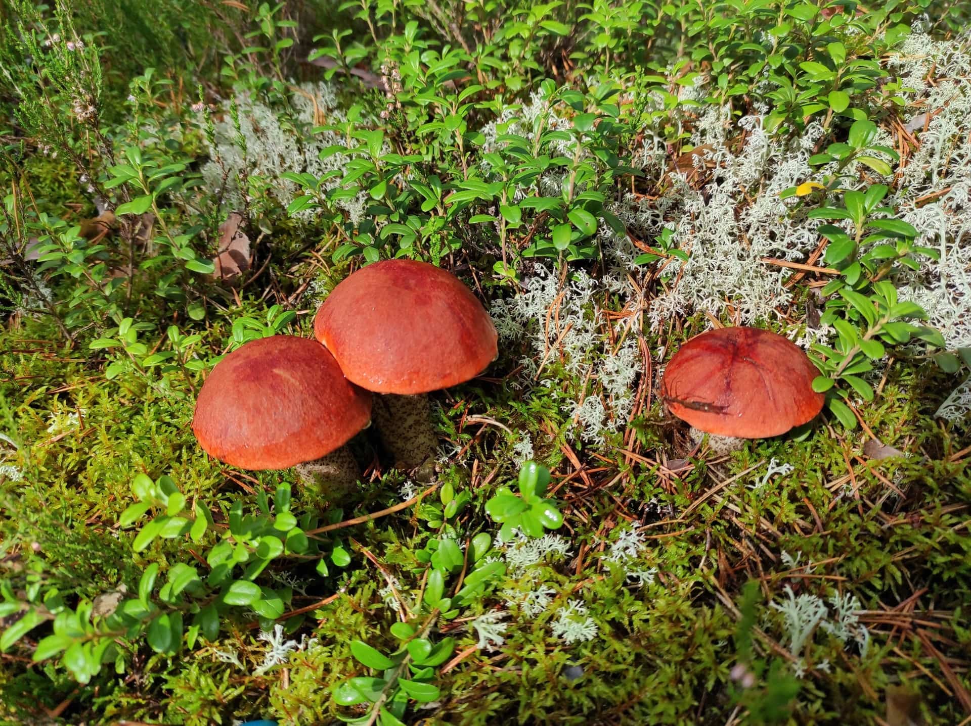 грибы в карелии